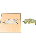 tortoise